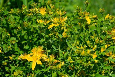 İlkbahar ve yaz aylarında çalıların üzerinde St. John otundan yeşil yapraklar olan sarı çiçekler. Halka açık tedaviler, bitkisel ilaçlar