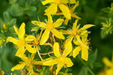 İlkbahar ve yaz aylarında çalıların üzerinde St. John otundan yeşil yapraklar olan sarı çiçekler. Halka açık tedaviler, bitkisel ilaçlar