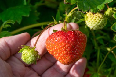  Bir kadının eli bahçede olgun kırmızı bir çilek tutuyor, yakın plan. Böğürtlen hasadı