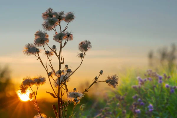 緑の草 紫色の花のシルエットは 日没時にオレンジと赤の太陽によって照らされます 美しさは自然の中にある 美しい緑の自然の背景 選択的な焦点 ぼやけた背景 — ストック写真