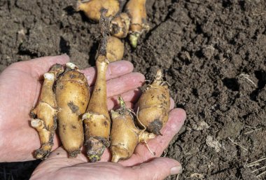 Yaşlı bir kadının elleri, Kudüs 'ün yeni kazılmış enginarının köklerini tutuyor. Enginar yumrusu kışı yeraltında geçirdi, ilkbaharın başlarında kazıp çıkardı ve yiyecek olarak vitamin ve tıbbi sebze olarak kullanıldı. 
