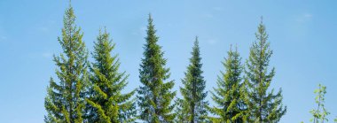 Sonsuz yeşil köknar ağaçlarının tepeleri mavi gökyüzüne karşı. Panoramik görünüm, doğal bir arkaplan üzerindeki boşluğun bir kopyası