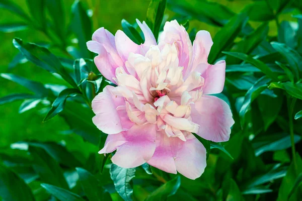 Rosa Pion Blomma Buske Med Gröna Blad Våren Trädgården — Stockfoto