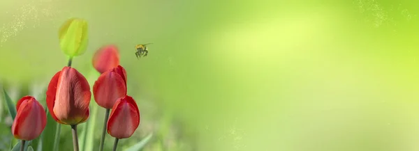 Red flowers are tulips. Spring tulips with green leaves. Tulip buds on a soft blurred background in spring,panorama, copy  space