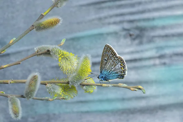 Modrý Motýl Sedí Vrbové Větvi Nadýchaná Žlutá Vrba Květy Dřevěném — Stock fotografie