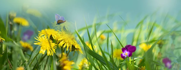 Siluety Zelené Trávy Žluté Pampelišky Fialové Květy Ozářené Sluncem Krása — Stock fotografie