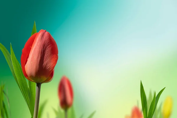 Tulipano Rosso Uno Sfondo Blu Verde Morbido Sfocato Bellissimo Fiore Foto Stock