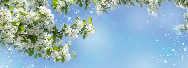 Ramas Manzano Con Flor Manzana Sobre Fondo Cielo Azul Con — Foto de Stock