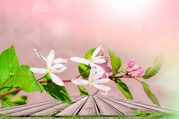 Fondo Rosa Primavera Natural Con Flores Una Rama Una Copia — Foto de Stock