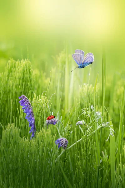 ぼんやりとした柔らかい緑の背景に野花 蝶が美しい花の上を飛ぶ春の緑の背景 空間のコピーを持つ魔法の組成 — ストック写真