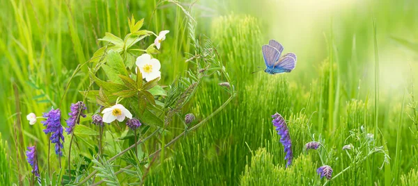 Divoké Květy Rozmazaném Měkkém Zeleném Pozadí Motýl Letí Nad Krásnou — Stock fotografie