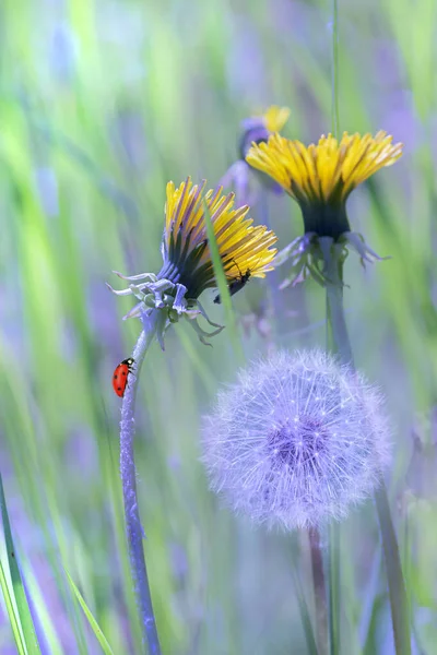 Flowers Yellow Dandelions Bumblebee Next Dandelions Selective Focus Magical Image — ストック写真