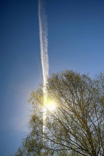 The white trail of a jet plane in the dark blue sky. The sun shines through the branches of the tree in the evening at sunset. Beautiful natural background