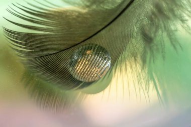 Küçük bir kuşun tüyünün üzerine büyük bir damla su. Hassas bulanık doğal yeşil ve turkuaz şeffaf arkaplan. Boşluğu kopyala, seçici odak.