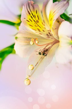 Bir damla su, yağmur, çimenlerin üzerindeki çiy ve açık sarı ve turuncu arka plandaki pembe zambak çiçeği. Kopya alanı olan güzel doğal arka plan, seçici odak.