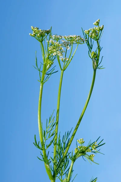 Planta Medicinal Cumin Crum Crvi Una Planta Aromática Especia Condimento — Foto de Stock