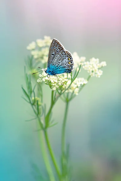 Kmín Léčivé Rostliny Kmín Crvi Aromatická Rostlina Koření Koření Používané — Stock fotografie