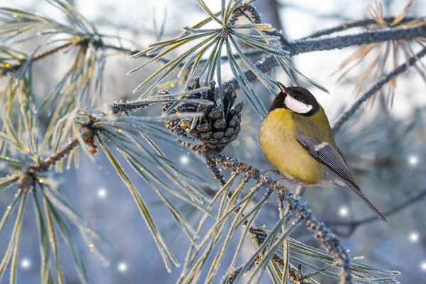 Fantastic Tit Bird Illuminated Sun Sitting Frozen Spruce Branch Magical — Zdjęcie stockowe