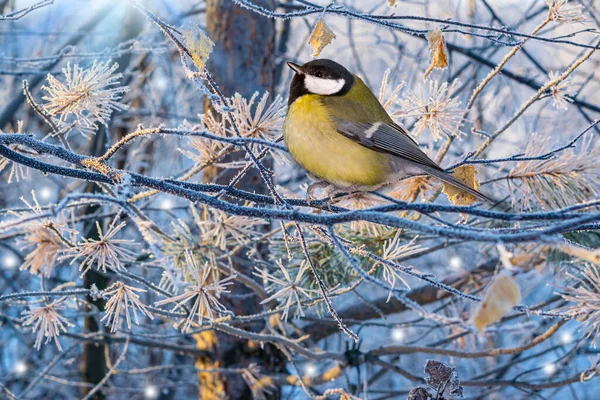 Fantastic Tit Bird Illuminated Sun Sitting Frozen Spruce Branch Magical — Foto de Stock