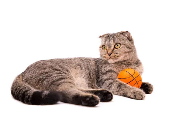Gray Scottish Cat Lies Ball White Background — Stock Photo, Image