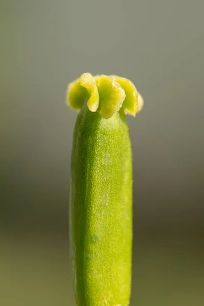 Jóvenes Tulipanes Primer Plano Proceso Crecimiento Entorno Natural — Foto de Stock