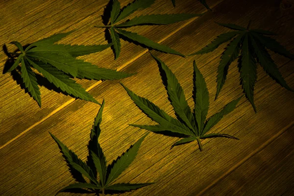 Blätter Von Cannabis Auf Einem Hölzernen Hintergrund — Stockfoto