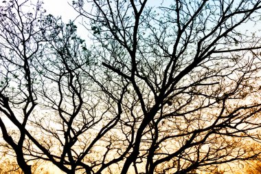 Gün batımında siluet ağaç dalları, gün batımında hava durumu sunar.