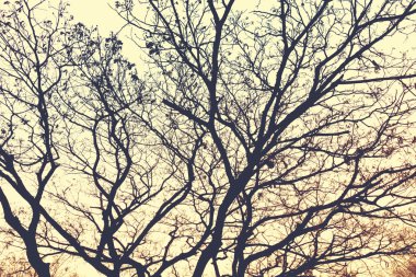 Gün batımında siluet ağaç dalları, gün batımında hava durumu sunar.
