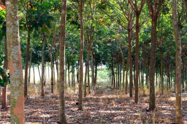 Kauçuk ağaçlar güneş ışığında park ederler.