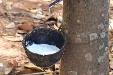 Çiftlikteki süt ağacından beyaz lastik sakız