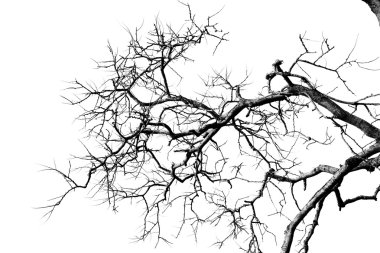 Dalları olan ölü ahşap yapraklar mavi gökyüzünde ve doğada beyaz bulut ve yeşil konservatuar konseptinde tek başına duruyor.