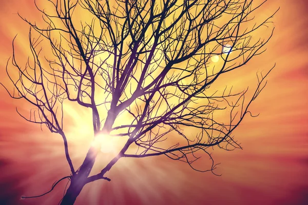 Pôr-do-sol Sunset Tree — Fotografia de Stock