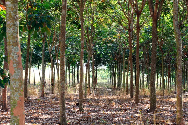 Rubber Trees Park Sunlight — Stock Photo, Image