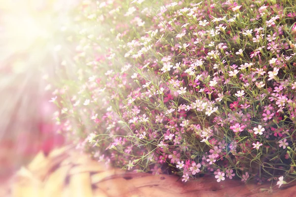 Cosmos Bloemen Het Veld Met Fel Zonlicht — Stockfoto