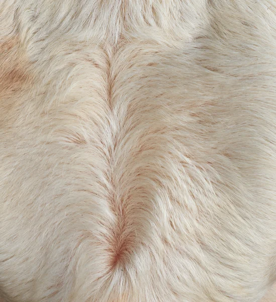 Muster Der Kuhhaut Nahaufnahme — Stockfoto