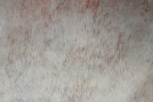 Μοτίβο Δέρματος Αγελάδας Κοντινό Πλάνο — Φωτογραφία Αρχείου
