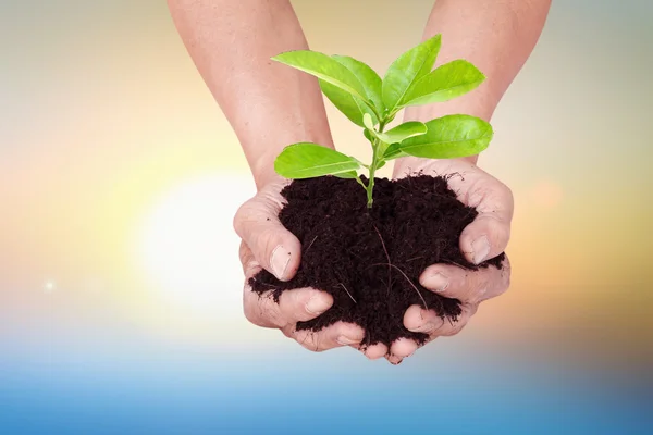 Menselijke Hand Houdt Wereldwijd Bodem Met Weinig Groene Boom Voor — Stockfoto