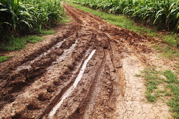 Грязная Дорога Кукурузном Поле — стоковое фото
