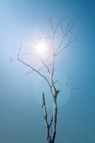 Torrt Träd Solljus Blå Himmel Bakgrund — Stockfoto