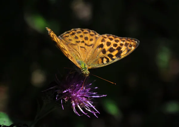 Cardinal butterfly  on a purple flower — Stock Photo, Image