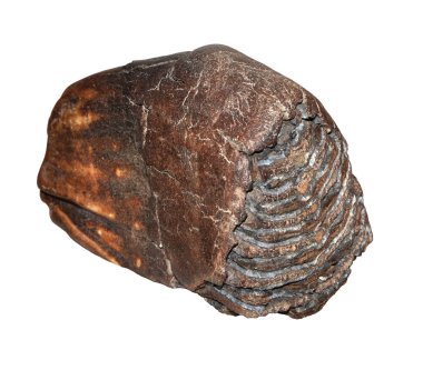 Beyaz arkaplanda yünlü mamut dişi var.