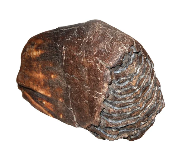 Beyaz arkaplanda yünlü mamut dişi var.