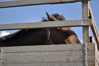 Kahverengi bir at bir kamyonun arkasından dışarı bakar.