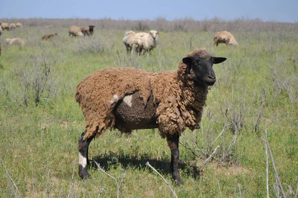 Kahverengi uyuz bir koyun otlakta duruyor yeşil otların arka planında