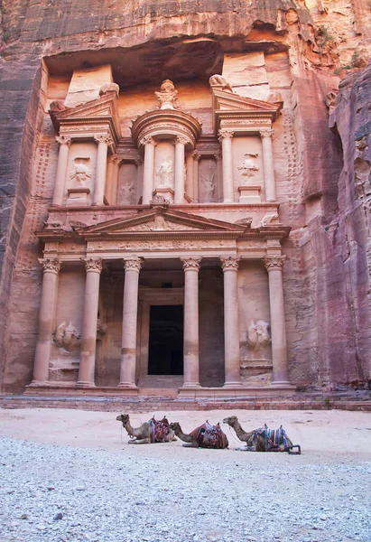 Al-Khazneh Tapınağı 'nın arka planında üç deve yatıyor, Petra.