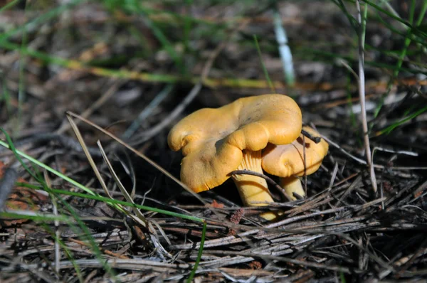 Due Funghi Finferli Gialli Una Foresta Conifere Sullo Sfondo Fogliame — Foto Stock