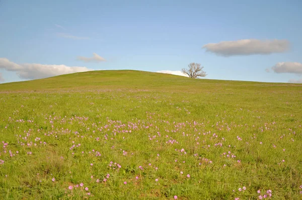 Samotne Drzewo Wzgórzu Stepie Kwiatami Niebie — Zdjęcie stockowe