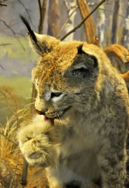Lynx onun Paw yalama