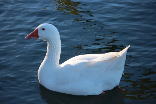 Boční pohled na plavání husy — Stock fotografie