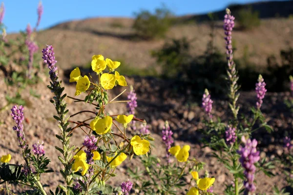 Violet et jaune Images De Stock Libres De Droits